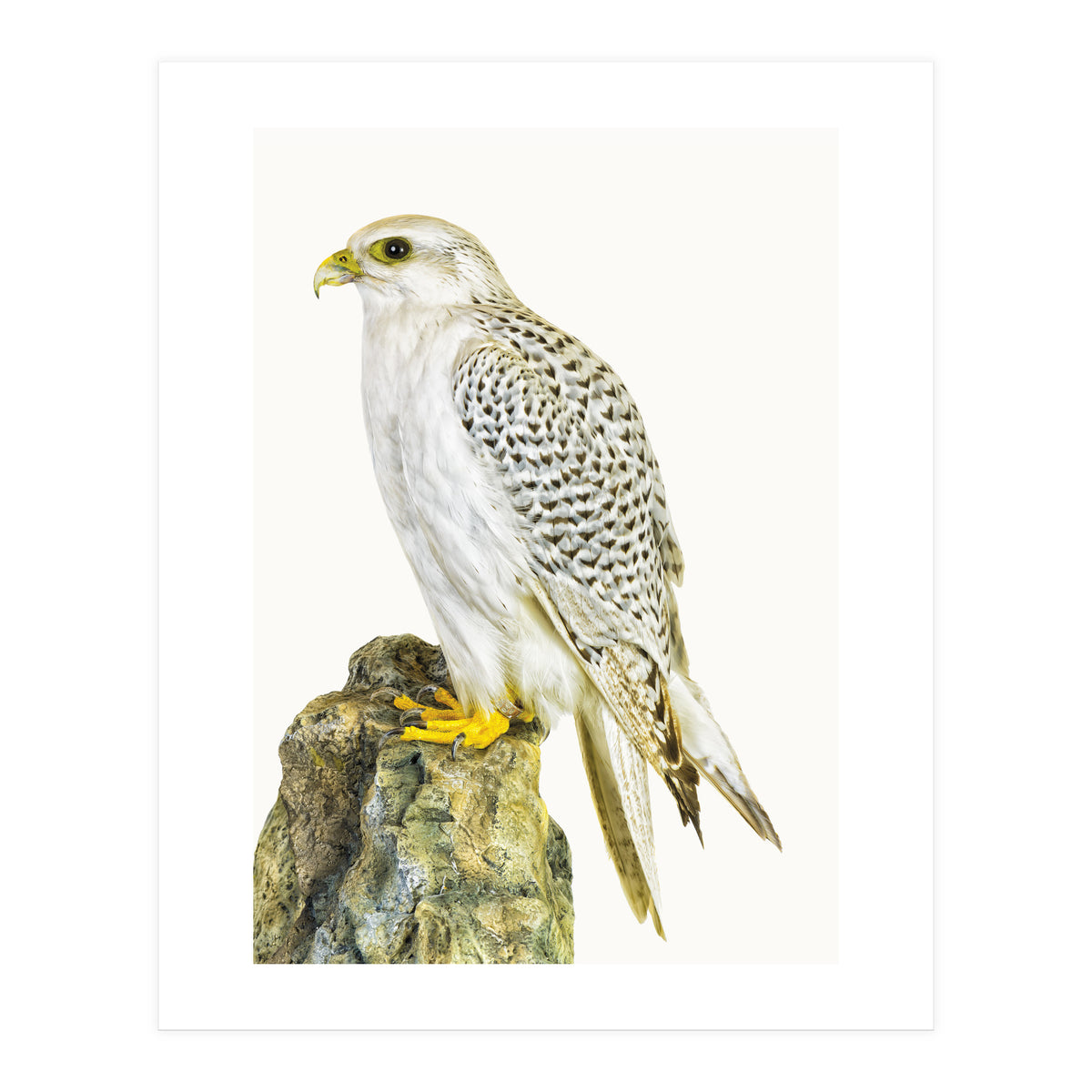 Cc Bird 03 (Print Only)