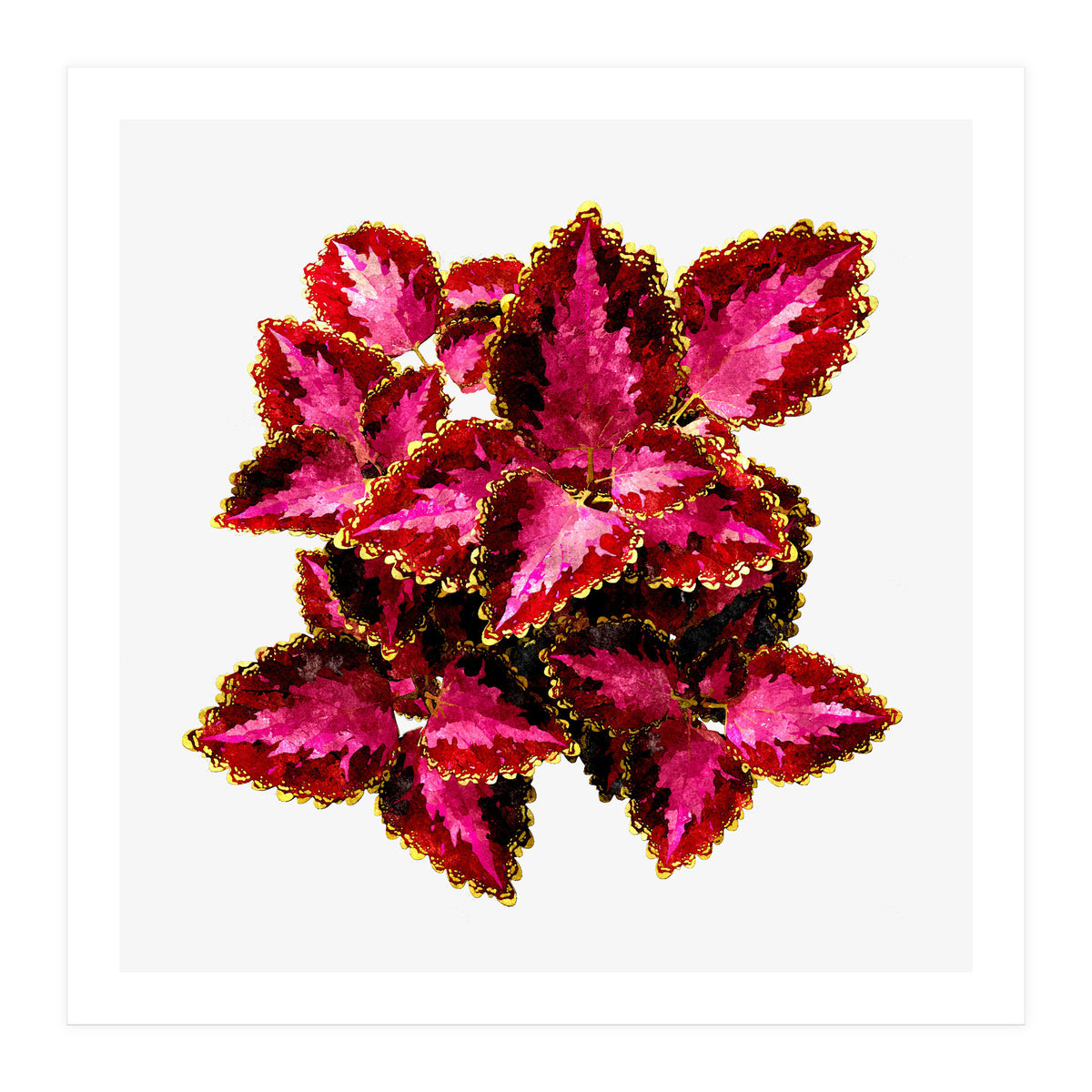 Indian Coleus (Print Only)
