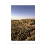 Bucolism 3 (Print Only) thumbnail