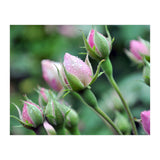Roses  (Print Only) thumbnail