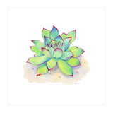 Pink Tip Succulent (Print Only) thumbnail