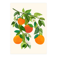 Oranges and Blossoms II (Print Only)