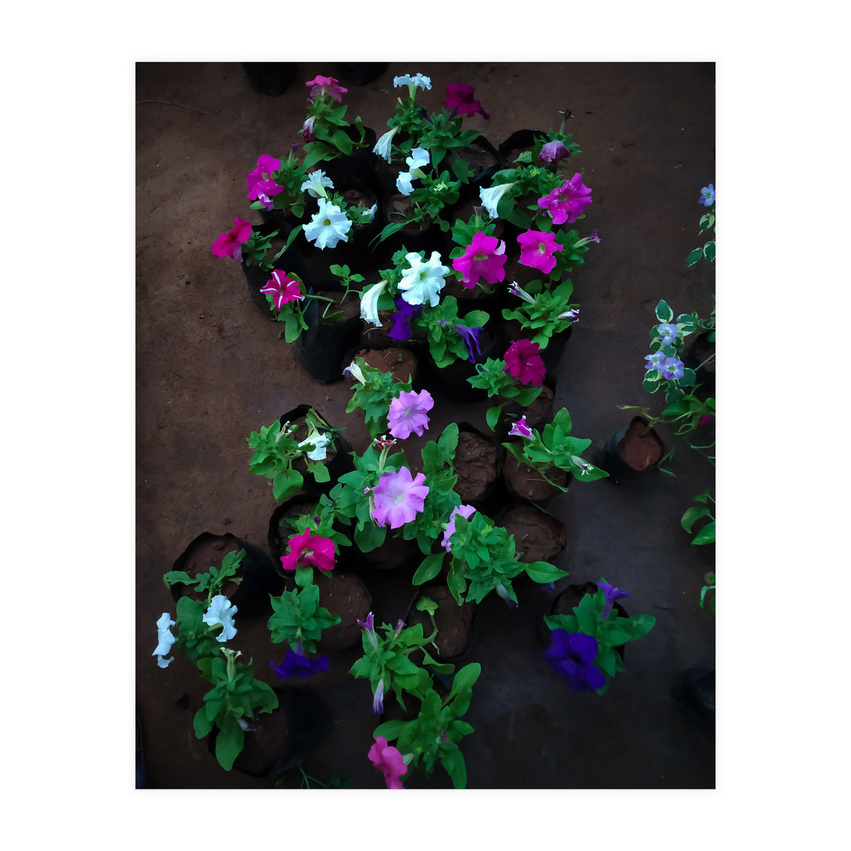 Beautiful Flower Garden (Print Only)