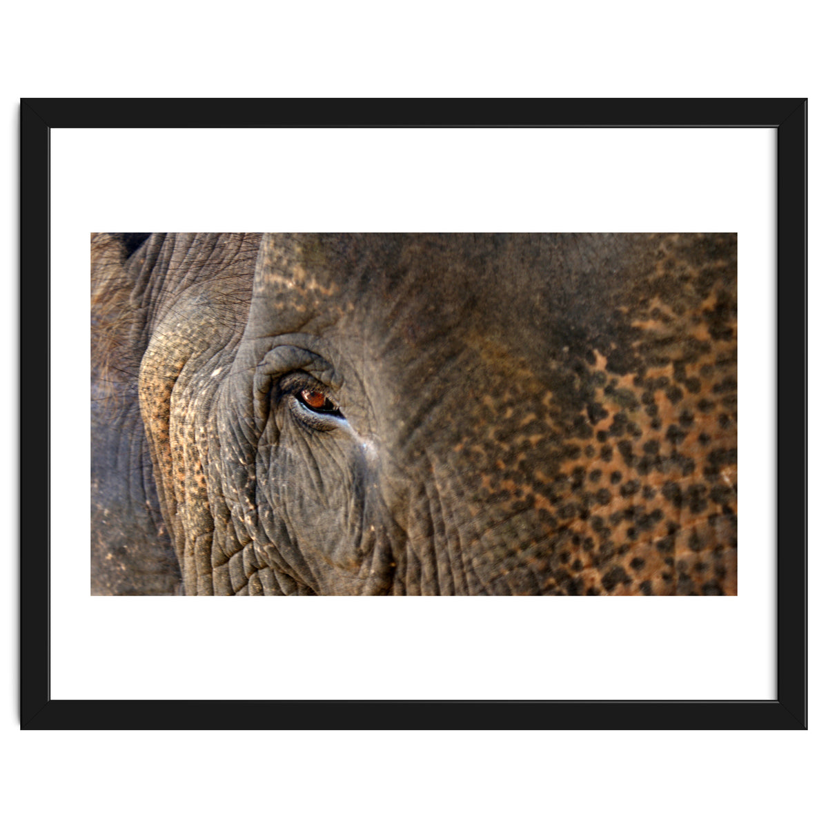 Face To Face - Elephant eye