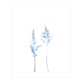 Blue Astilbe (Print Only) thumbnail