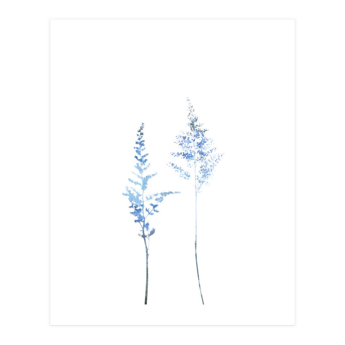 Blue Astilbe (Print Only)