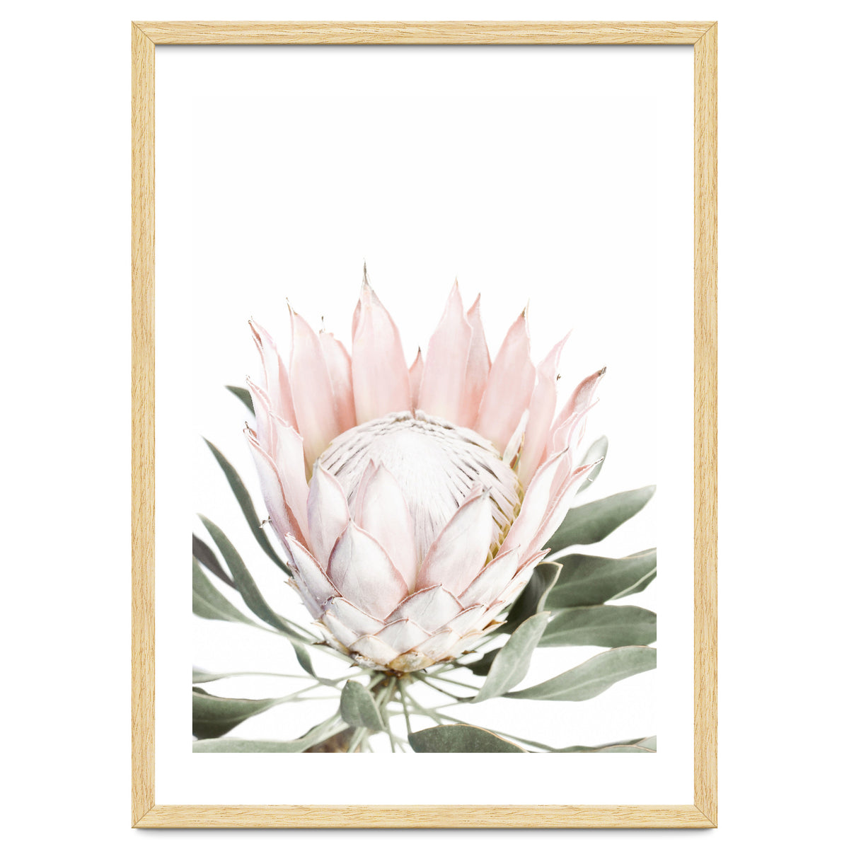 Blush Protea Flower