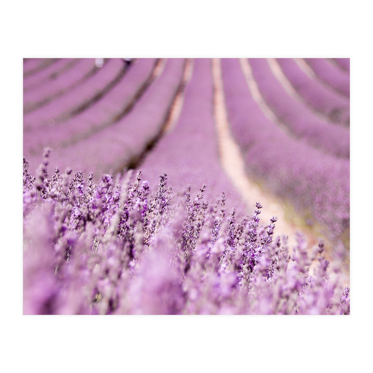 Lavender Happiness (Print Only)