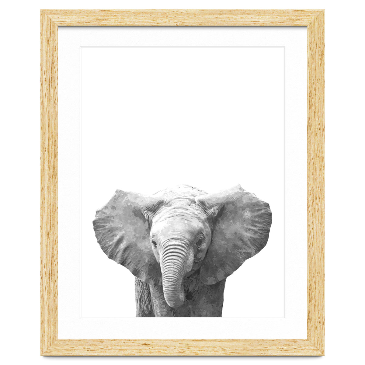 Black and White Baby Elephant