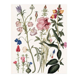 Flowers Botanical Vintage Illustration (Print Only) thumbnail
