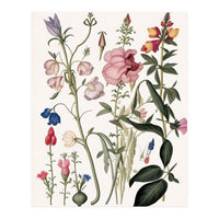 Flowers Botanical Vintage Illustration (Print Only)
