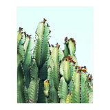 Cactus Love (Print Only) thumbnail