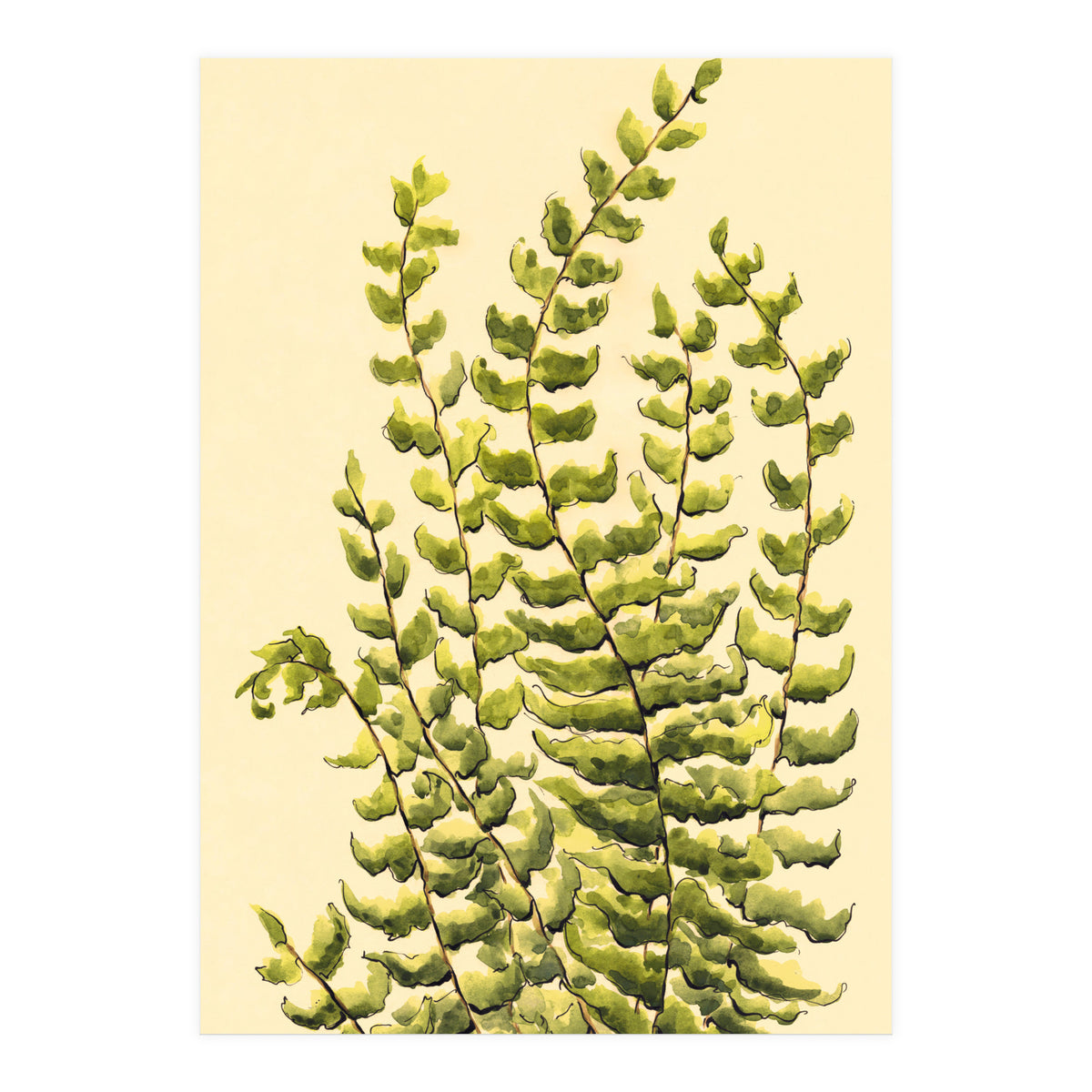 Fern (Print Only)