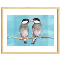 Two kissing Java sparrows