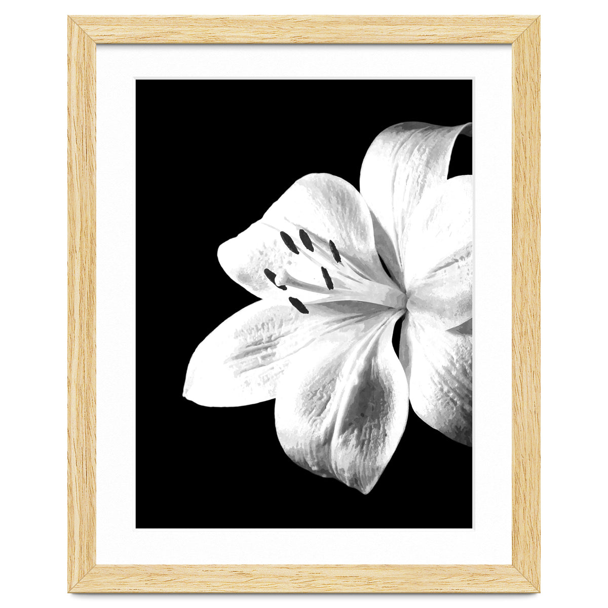 White Lily Black Background