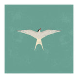 Arctic Tern (Print Only) thumbnail