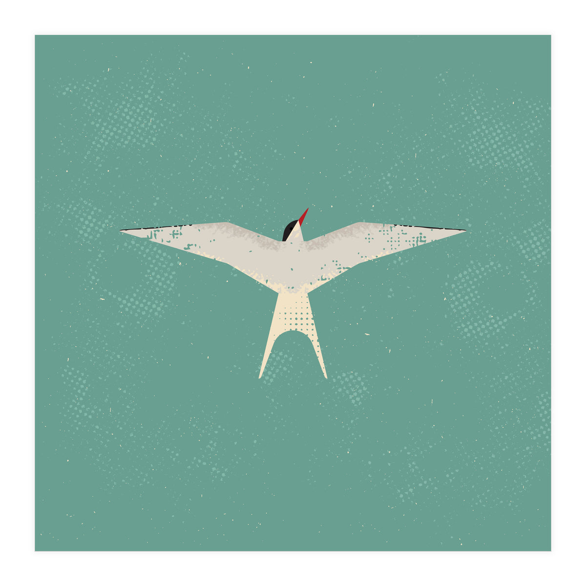 Arctic Tern (Print Only)