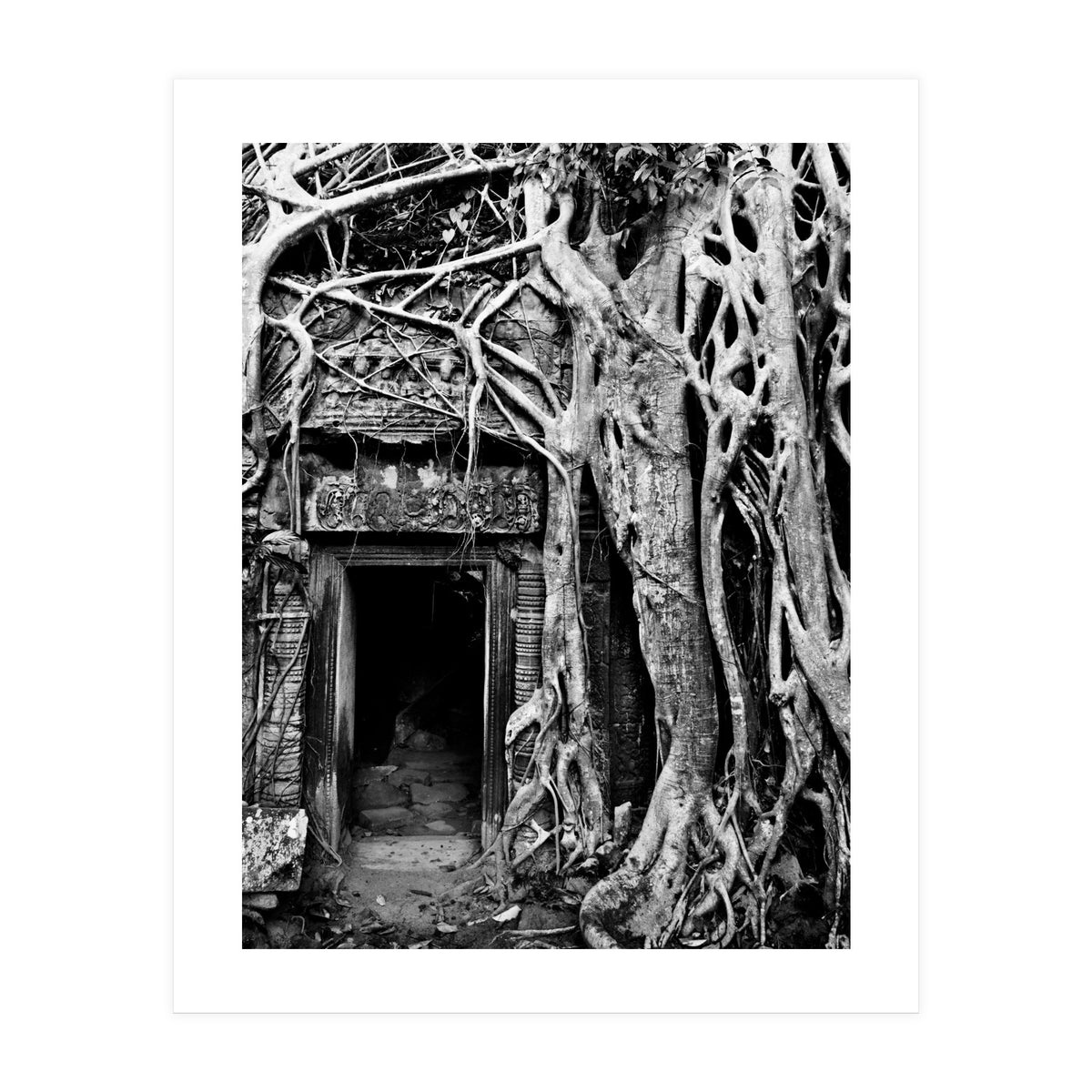 Ta Prohm Temple, Cambodia (Print Only)