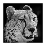 Cheetah (Print Only) thumbnail