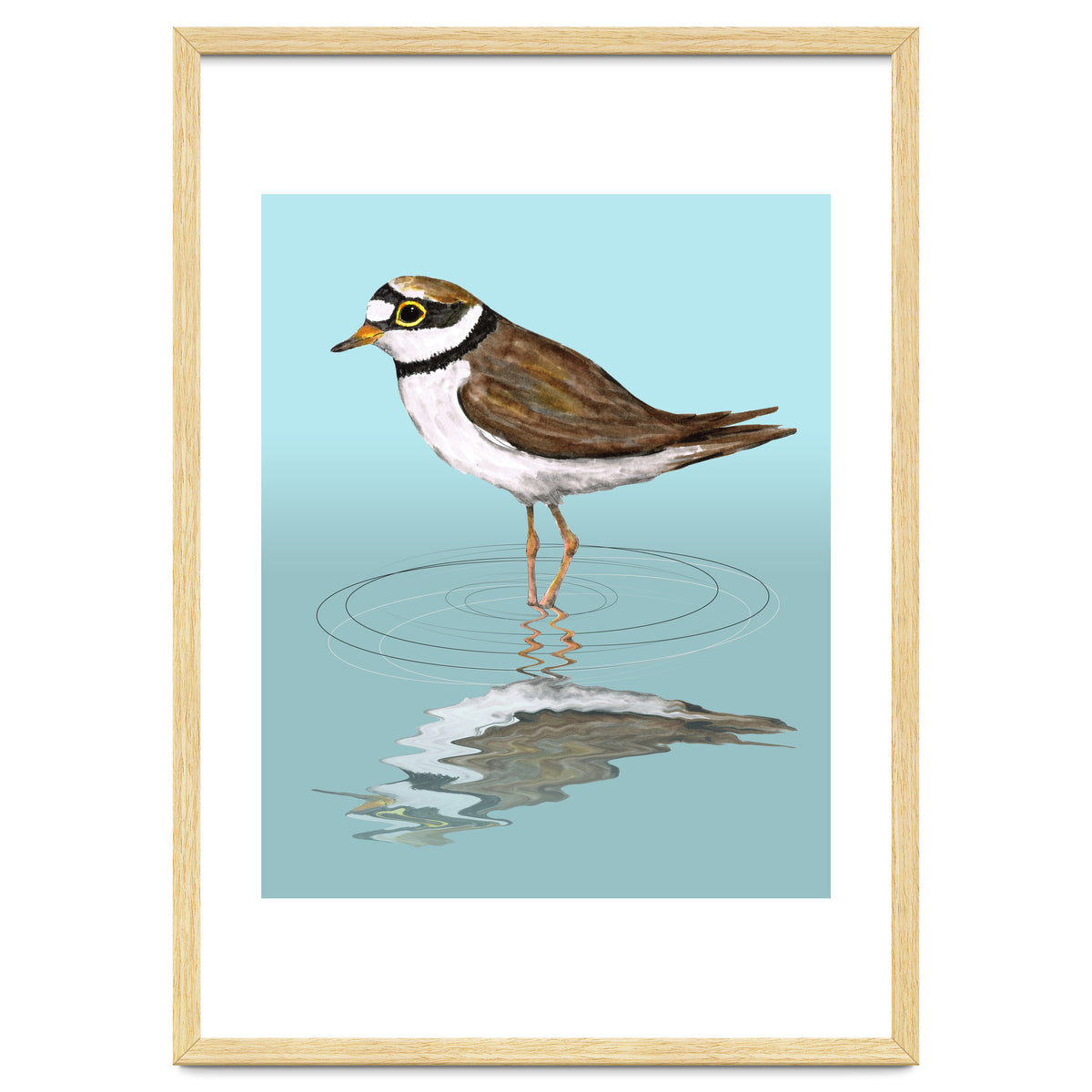 Little ringed  plover