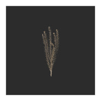 Delicate Fynbos Botanicals in Gold and Black - Square (Print Only)