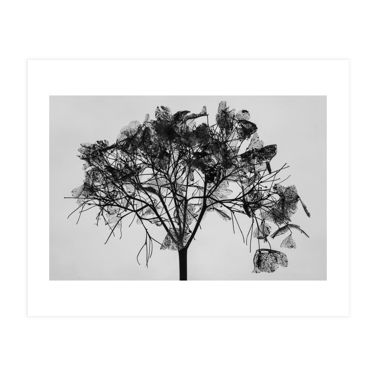 Hydrangea flower head (Print Only)