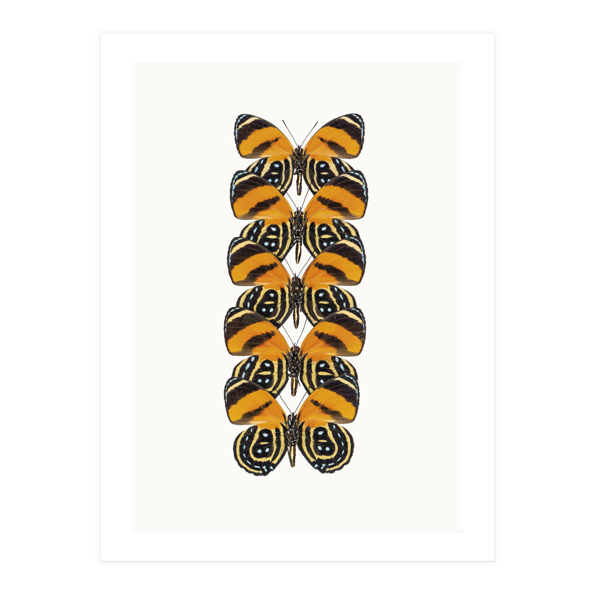 Cc Butterflies 07 (Print Only)