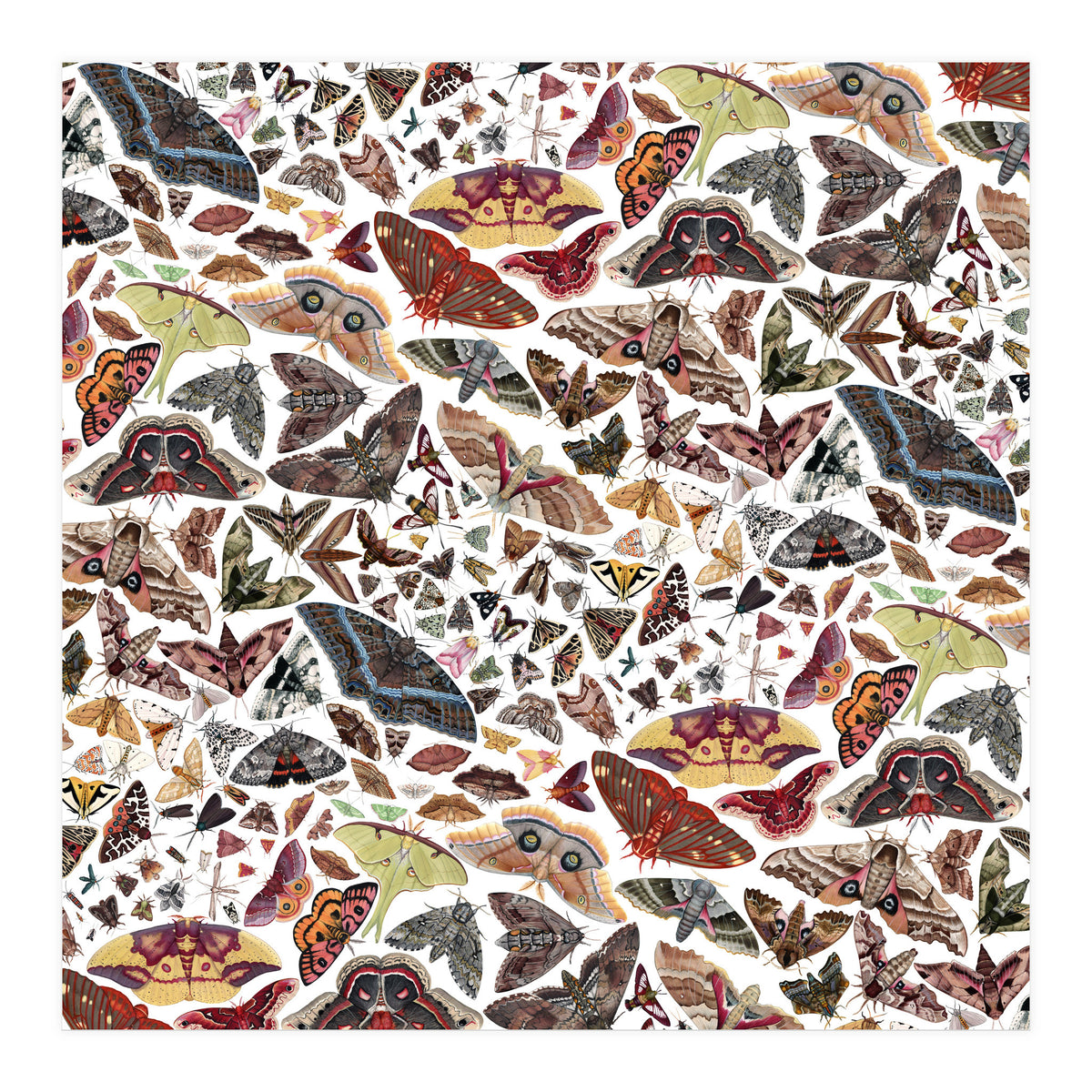 Moths of North America Pattern (Print Only)