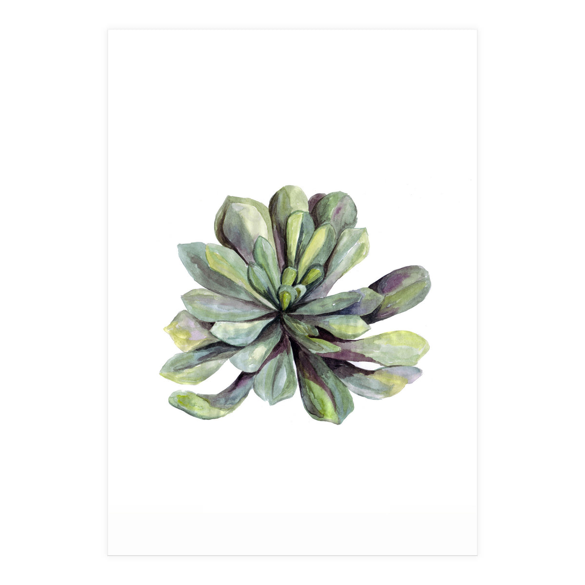 Botanical Illustration Succulent (Print Only)