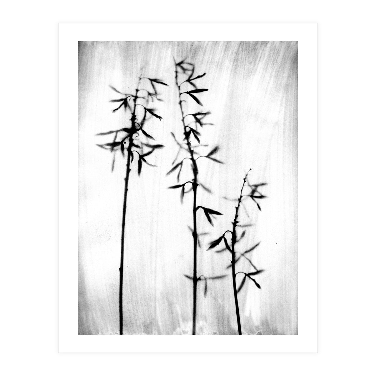 Hosta 3 (Print Only)