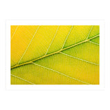Autumn Leaf (Print Only) thumbnail