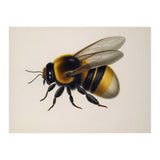 Bumblebee Vintage Illustration (Print Only) thumbnail