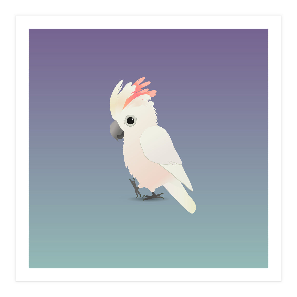 Salmon-crested cockatoo (Print Only)