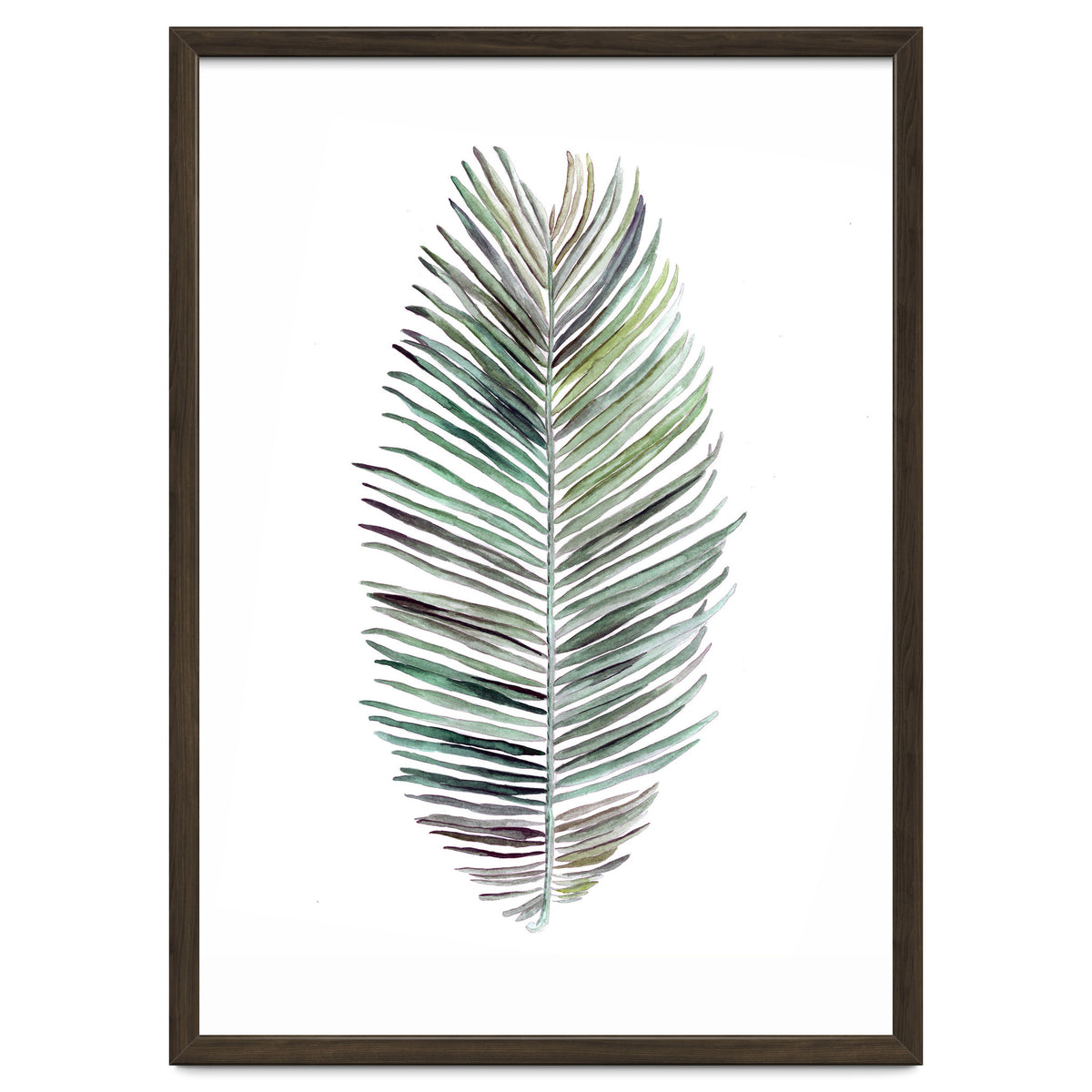 Botanical Illustration Cocos Palm