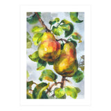 Pears (Print Only) thumbnail
