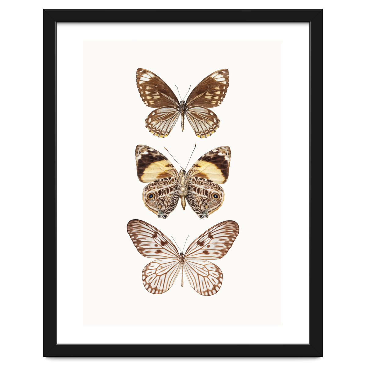 Cc Butterflies 06