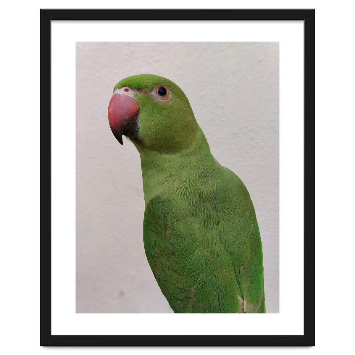 Cute Indian Parakeet