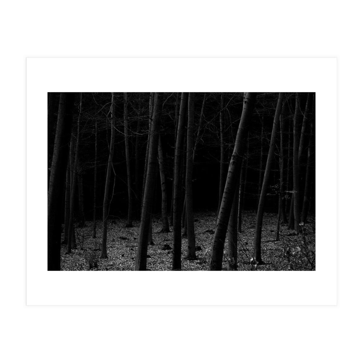 silent woods (Print Only)