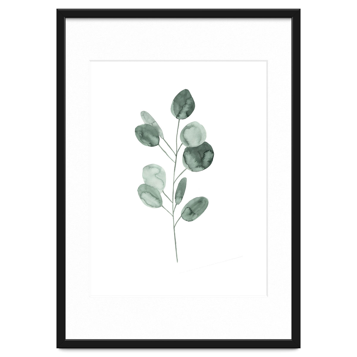 Botanical Illustration Eukalyptus2