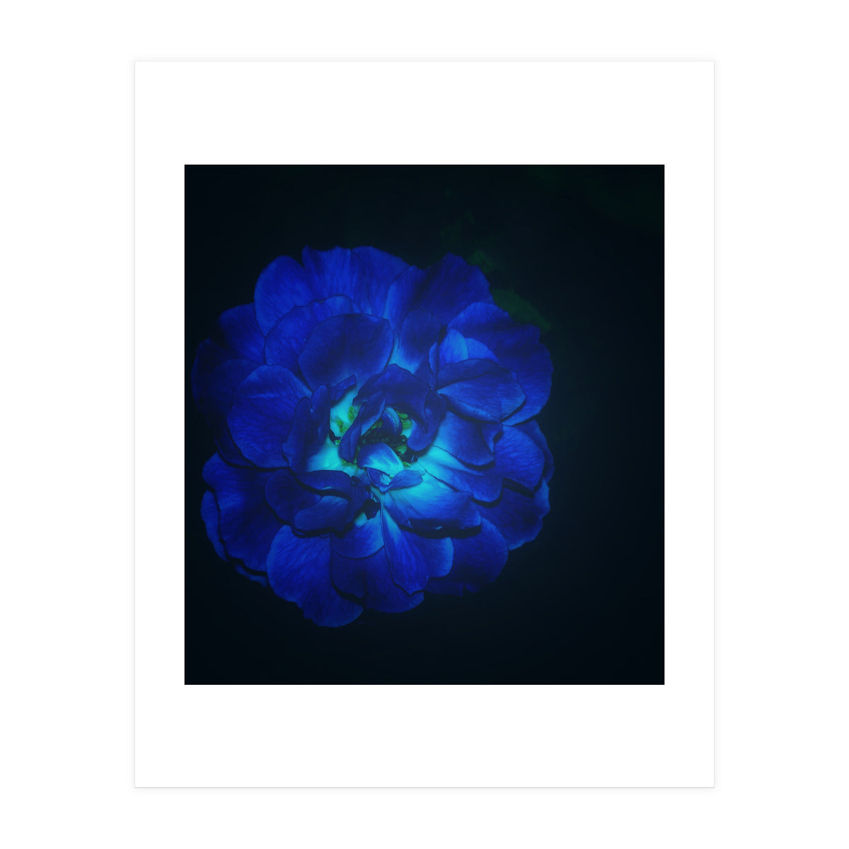 Lucky Blue Rose (Print Only)