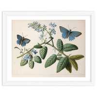 Butterflies Vintage Illustration