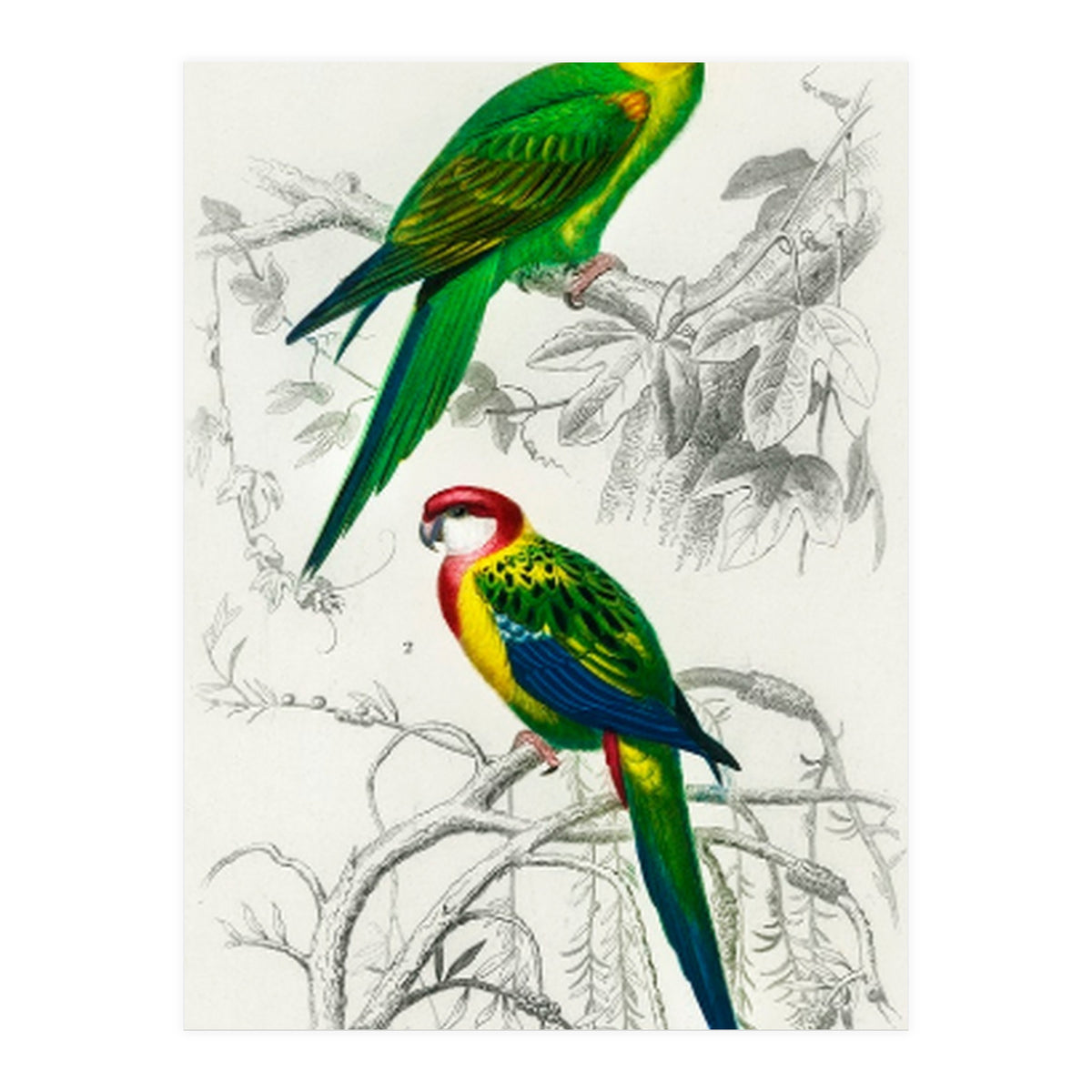 Different types of birds illustrated (Print Only)