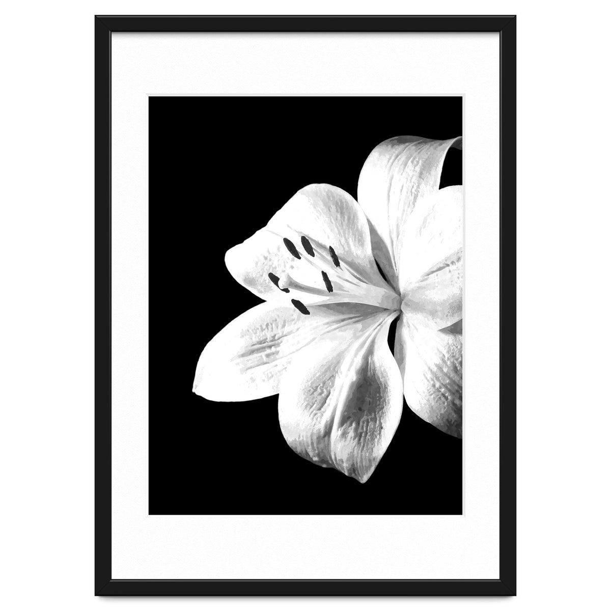 White Lily Black Background