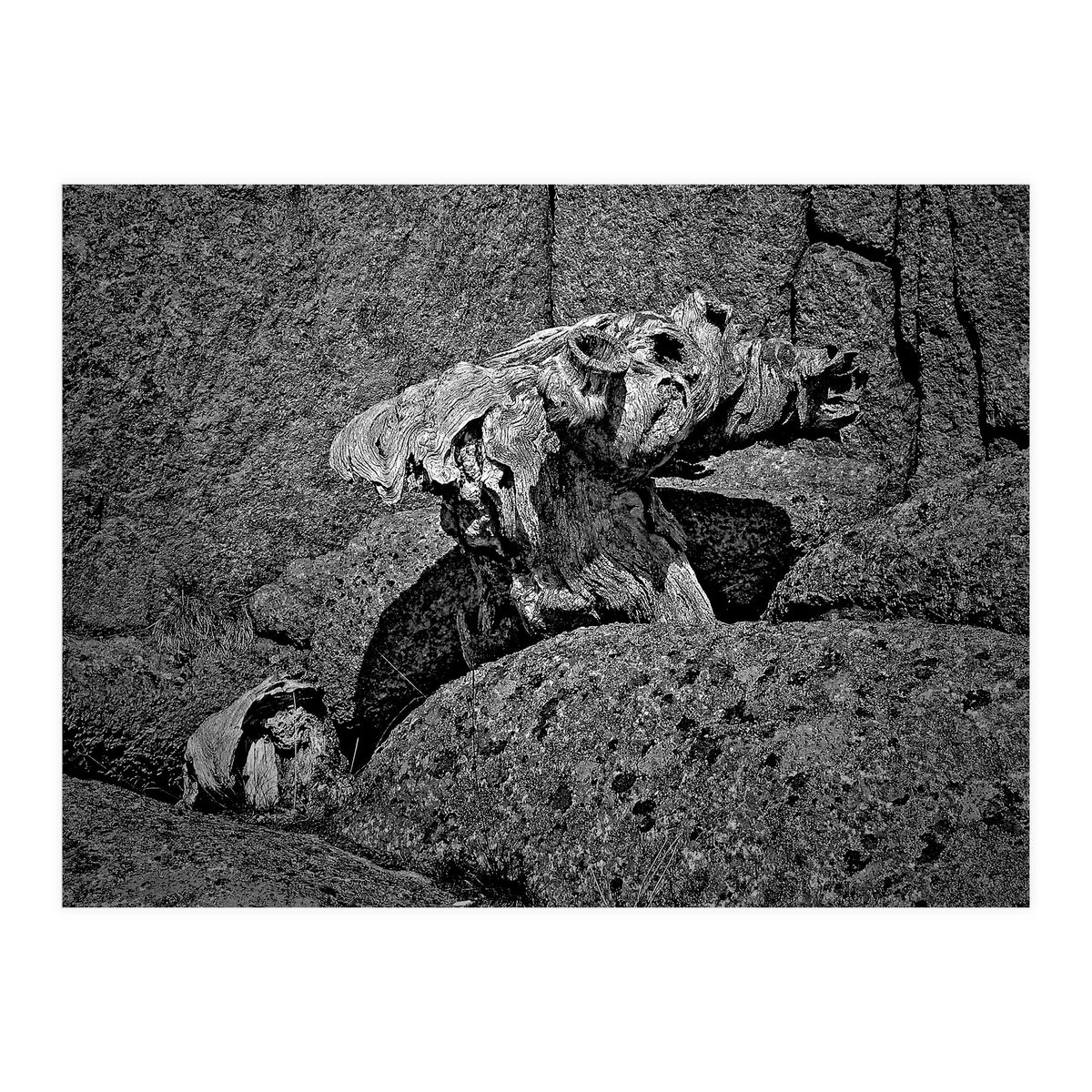 Drift wood (Print Only)