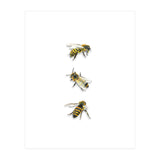 The 3 Bee's (Print Only) thumbnail