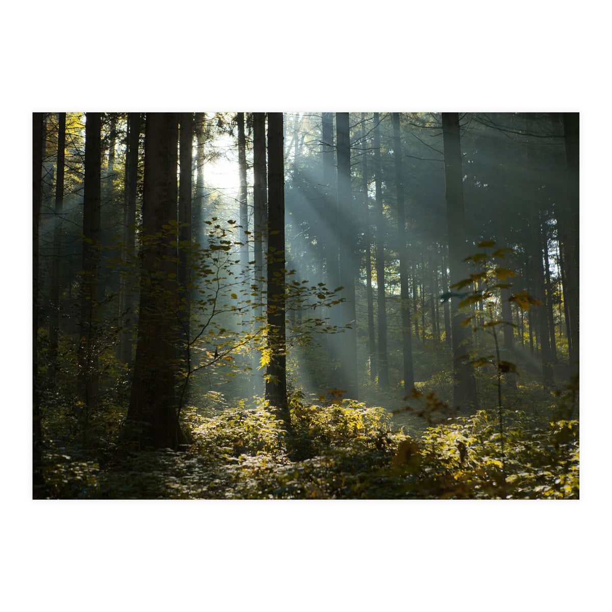 Reidholz (Print Only)