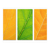 Autumn Leaves (Print Only) thumbnail