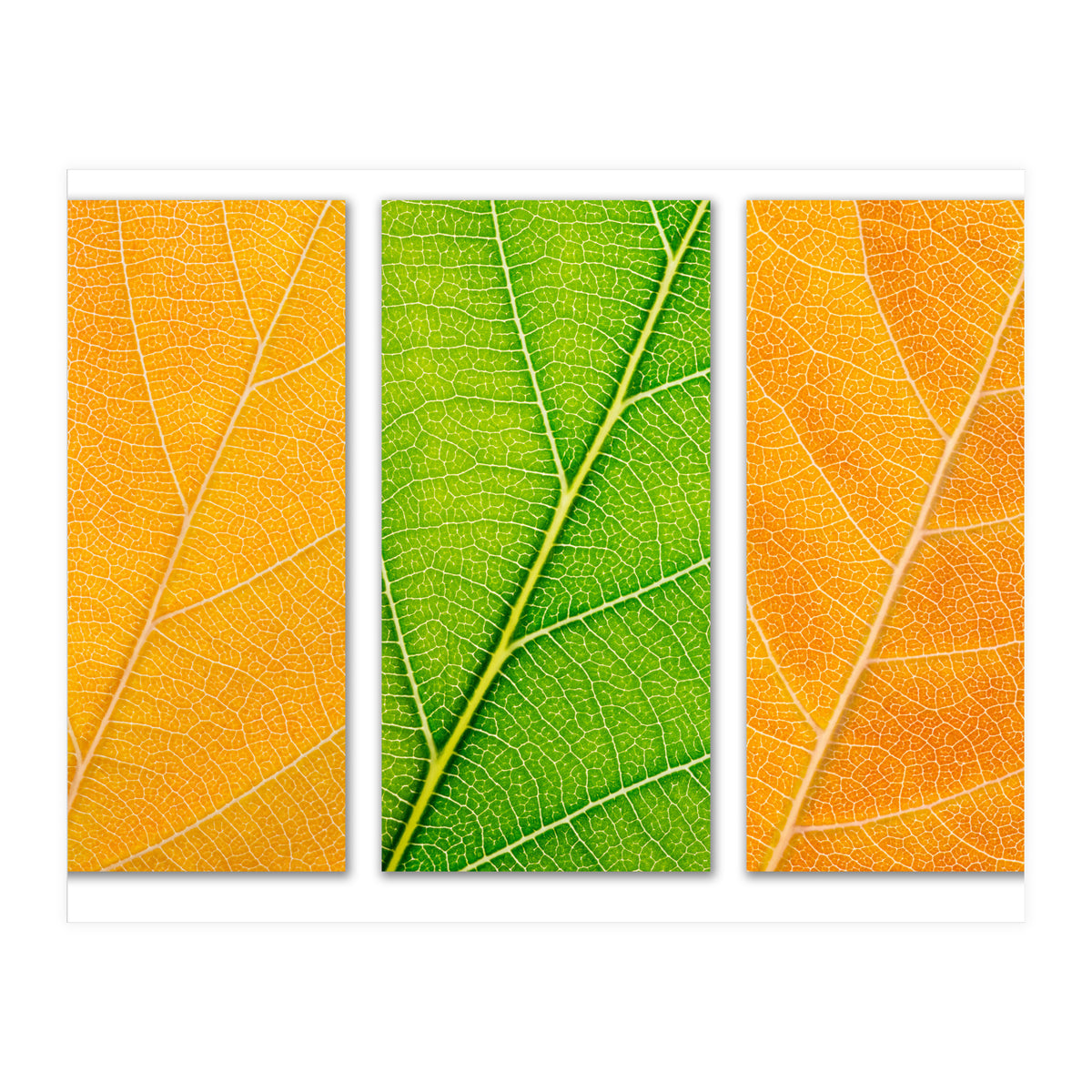 Autumn Leaves (Print Only)