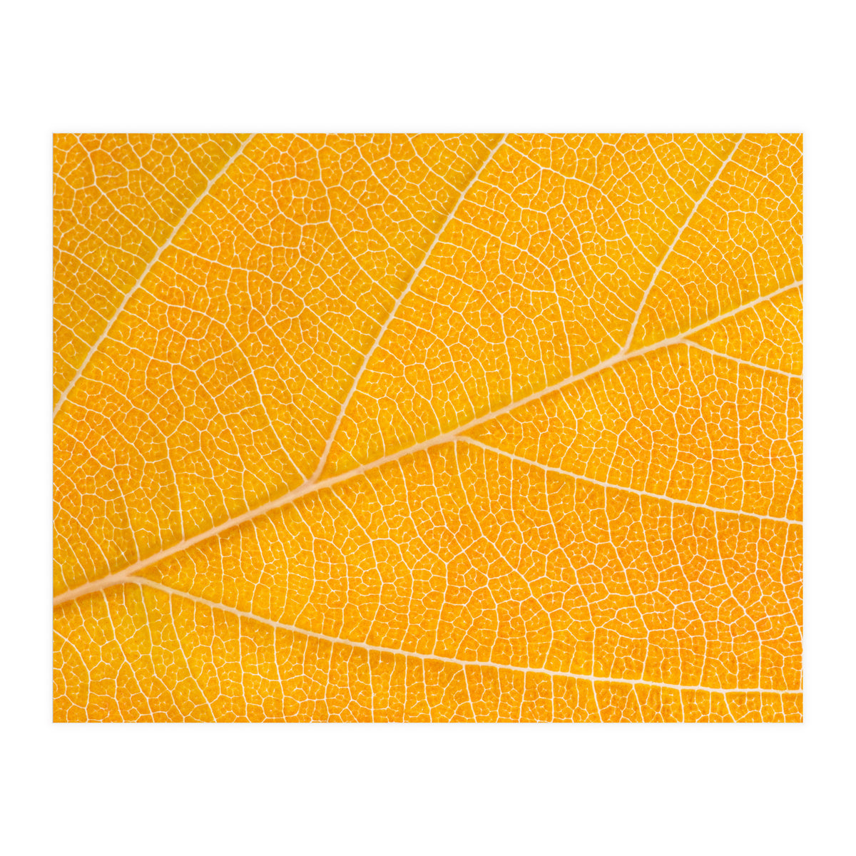 Autumn Leaf  (Print Only)