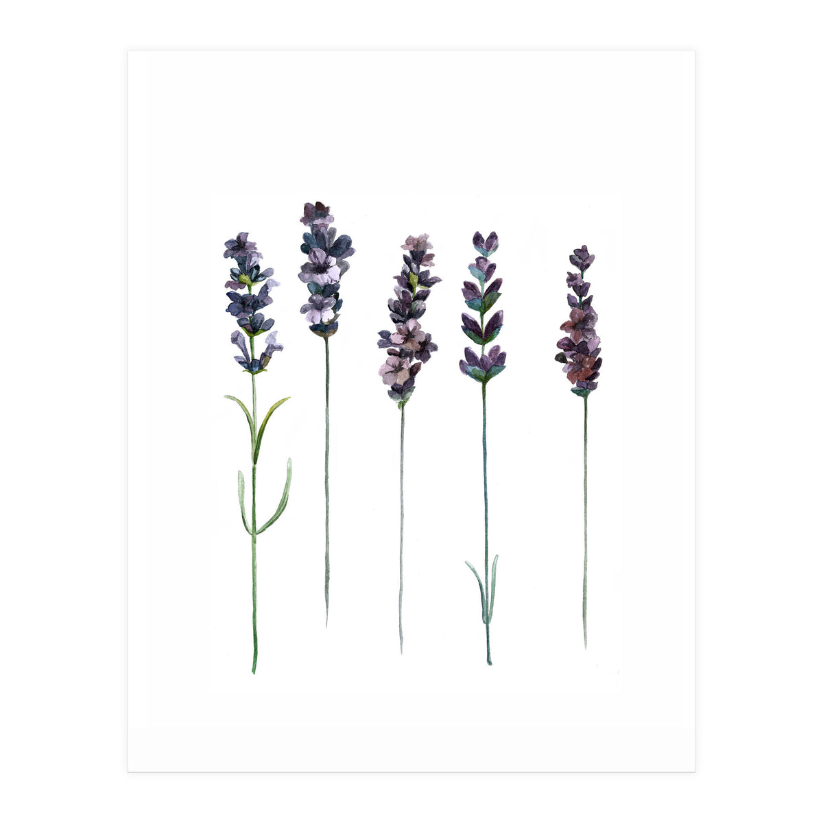 Botanical Illustration Lavender (Print Only)